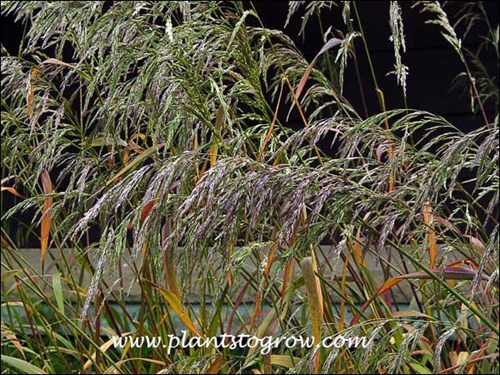 Nice color combination from the floral inflorescence and the foliage of this native grass.